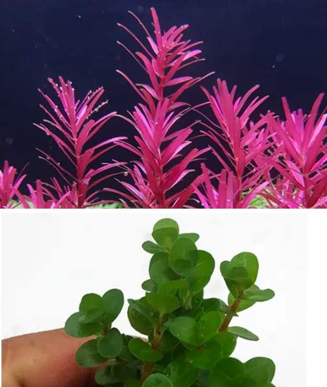 Ротала Кроваво Красная (Rotala Blood Red)
