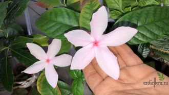 Копсия Фрутикоза / Kopsia fruticosa