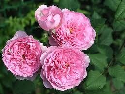 Элоди Госсунд, (Elodie Gossuin) шраб.  Massad