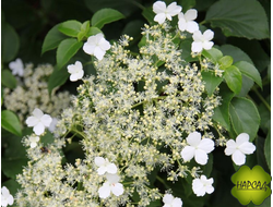 ГОРТЕНЗИЯ ЧЕРЕШКОВАЯ "ПЕТИОЛАРИС"