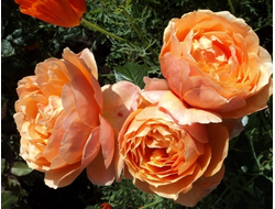 Сейнт Ричард оф Чичестер (St Richard of Chichester, Шерлок холмс). Шраб, Harkness.