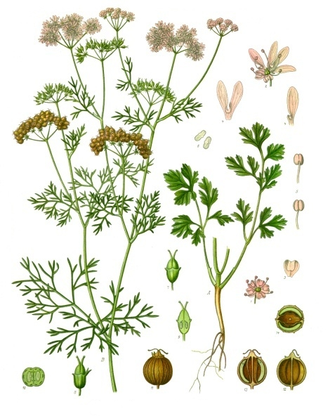 Кориандр (Coriandrum sativum), лист, Крым (30 мл) - 100% натуральное эфирное масло