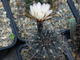 Gymnocalycium borthii ssp.nogolense VG-411 - 10 семян