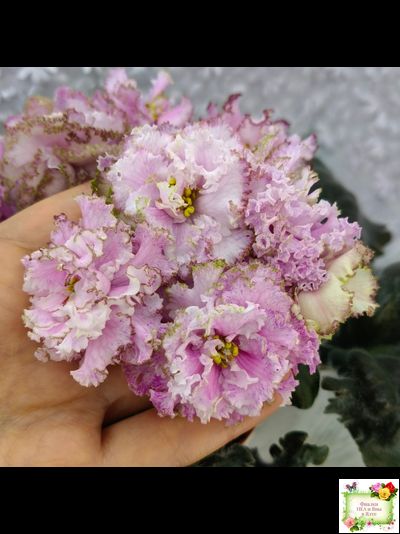 БР-Кудряшка (С. и Н. Буркацкие) 2021 г.