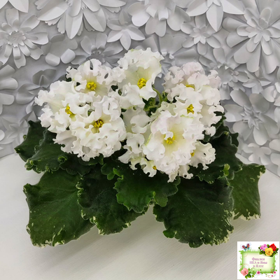 Dn-Macabeo (Д. Денисенко) 2019 г. (укоренённый лист)