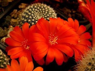 Rebutia krainziana - 5 семян