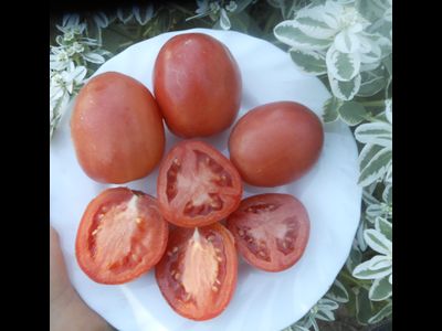 Томат Новичок розовый