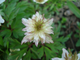 Anemone nemorosa Explosion