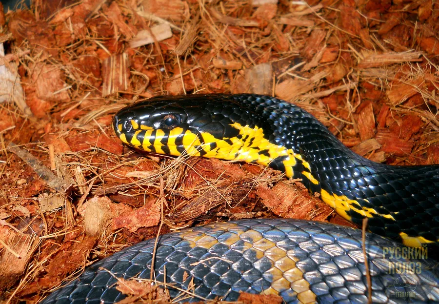 Амурский полоз, Полоз Шренка, Русский полоз, Elaphe shrenckii
