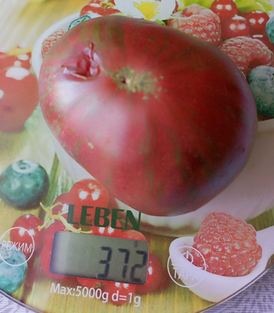 Томат Гном Малиновая нерка (Dwarf Crimson Sockeye)