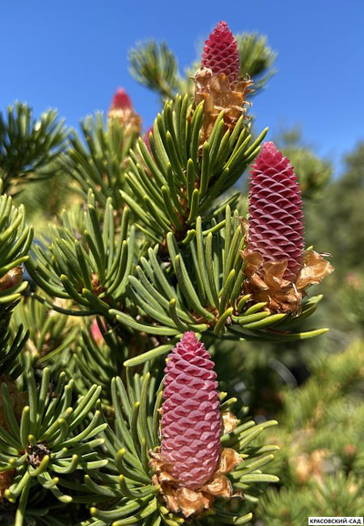 Ель колючая Лаки Страйк - фото крупным планом - красовский-сад.рф