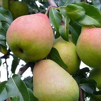 Груша Мраморная  2-х летка  (раннеосенний)