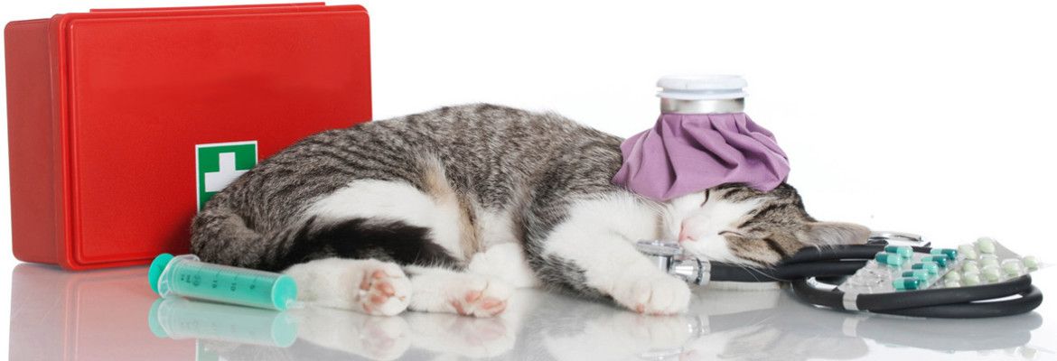 Терапия животных