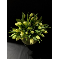 Тюльпаны пионовидные 35 шт