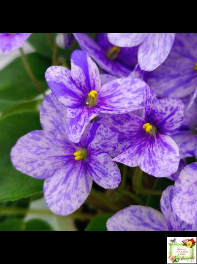 ГЕА-Весёлый Клоун (Е. Галицкая) 2024 г. трейлер (пасынок посажен 20.01.26)