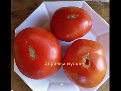 Томат Упряжка мулов (Mule Team)