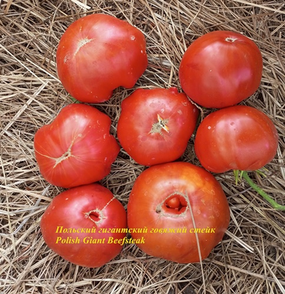 Томат Польский гигантский говяжий стейк (Polish Giant Beefsteak)