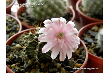 Gymnocalycium mihanovichii v. friedrichii 