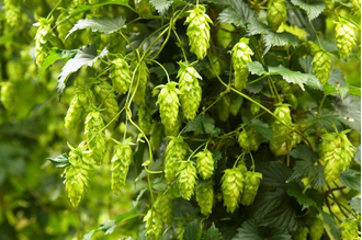 Гидролат Хмель (Humulus lupulus) шишки, 100 мл