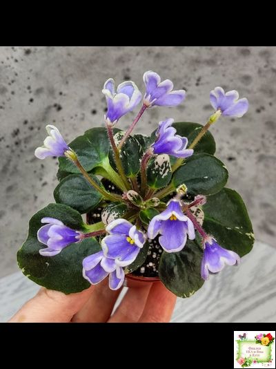 Н-Лесной Родник (Н. Бердникова) 2015 (детка-стартер)