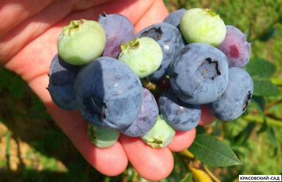 Голубика Элизабет - Elisabeth