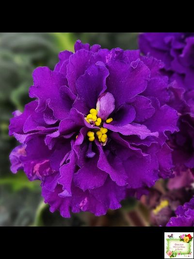 ЛФ-Лилия (Л. Федосеева) 2019 г.