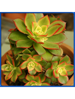 Aeonium decorum