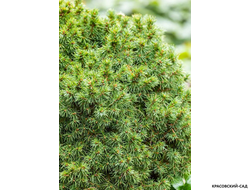 Ель сизая Альберта Глоб фото в ландшафте - красовский-сад.рф