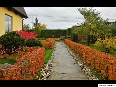 Живая изгородь из Кизильника блестящего