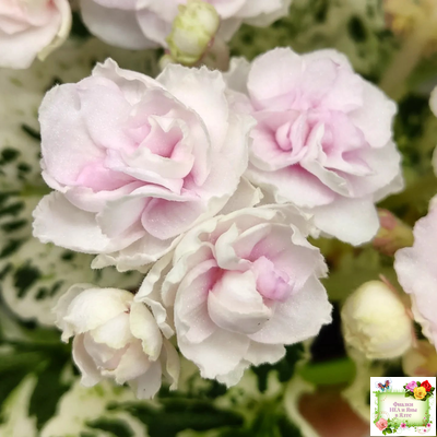 Watermelon Snow (P. Addison) (9738) 03/28/2007