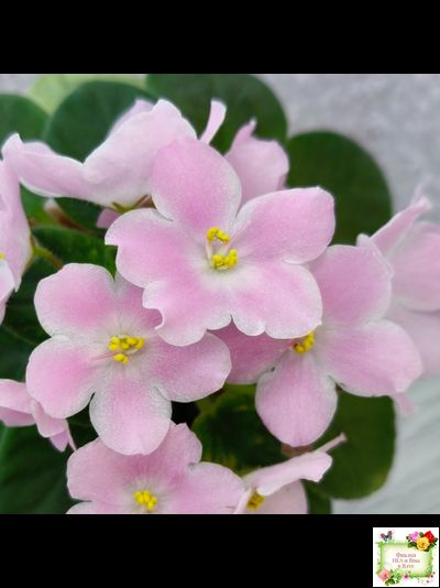 Н-Принцесса на Горошине (Н. Бердникова) 2014 г.