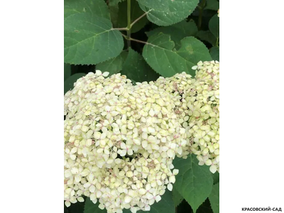 Гортензия древовидная Лайм Рики
