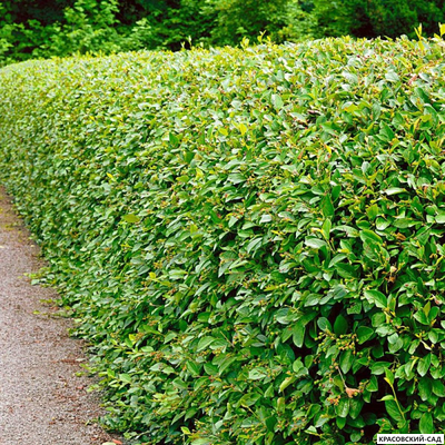 Живая изгородь из Кизильника блестящего