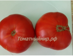 Томат Гном Кардинал Маура (Dwarf Maura’s Cardinal, США, Австралия)