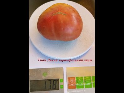 Томат Дикий картофельный лист (Dwarf Wild Spudleaf)