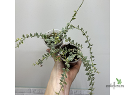 25/07/2025  Dischidia Million Hearts Variegated