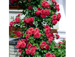 Розариум Ютерзен