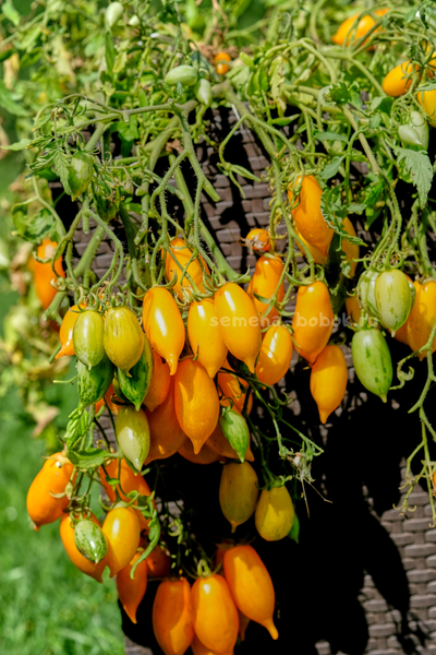 Томат Guinel Yellow (Гуинель жёлтый), 10 шт