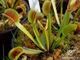 Dionaea muscipula Dentate trap