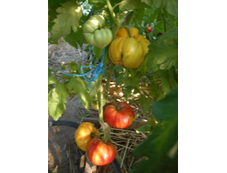 Томат Олимпийский огонь