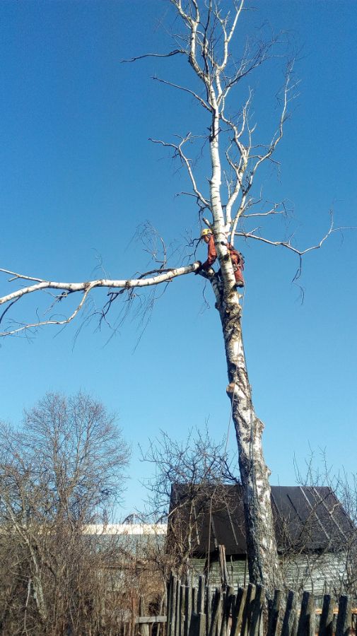 Спил сухих берез в д.Мерево, Лужский район