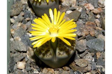 Lithops bromfieldii v. mennellii 
 