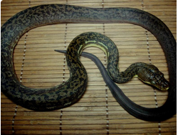 Тиморский питон (Python timorensis)