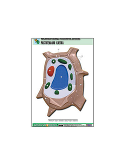 Рельефная таблица "Растительная клетка" (формат А1, матовое ламинир.)