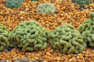 Mammillaria elongata cristata, Маммилярия удлинённая кристата, кактус ...