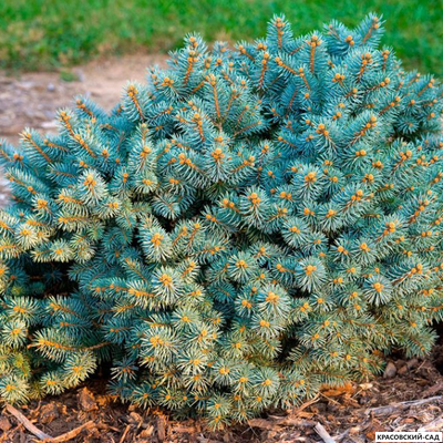 Ель колючая