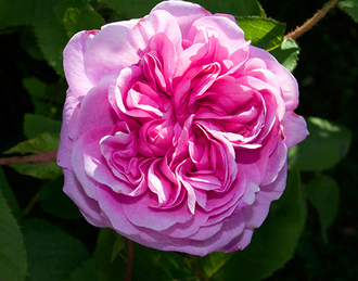 Роза французская (Rosa centifolia) лепестки - 100% натуральное эфирное масло