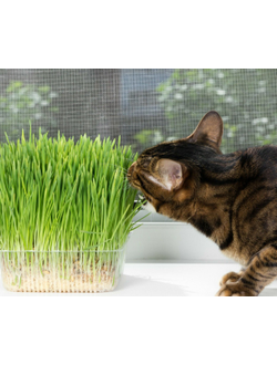 Свежая травка в лотке