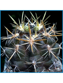 Neochilenia recondita KK 1552