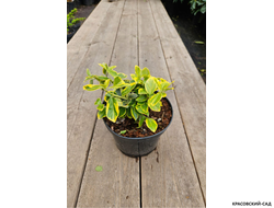 Бересклет Конадейл Голд - Canadale Gold